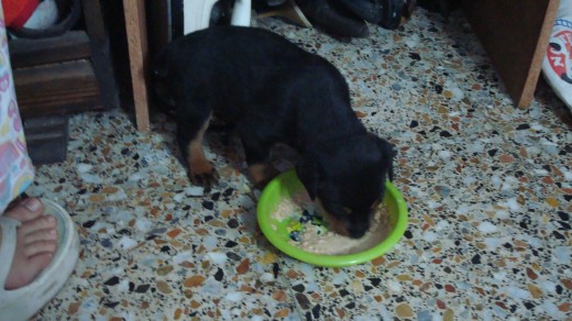 COMIENDO PAPILLA, DOS MESES COMIENDO PAPILLA, DOS MESES